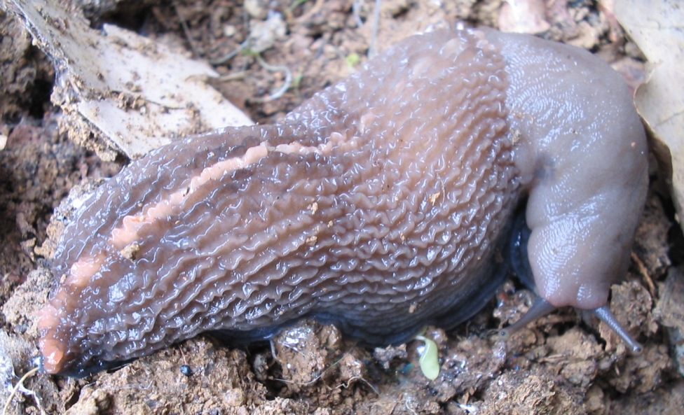 Limax aldrovandi Moquin-Tandon 1855 da Monteveglio (BO)